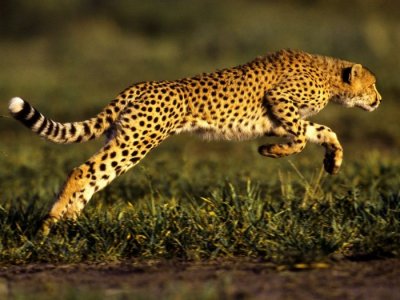 Asiatic Cheetah Runnig in the Wild.jpg